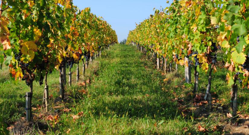 Szörnyű betegség pusztítja a magyar szőlőt: ez lehet a megoldás ellene?