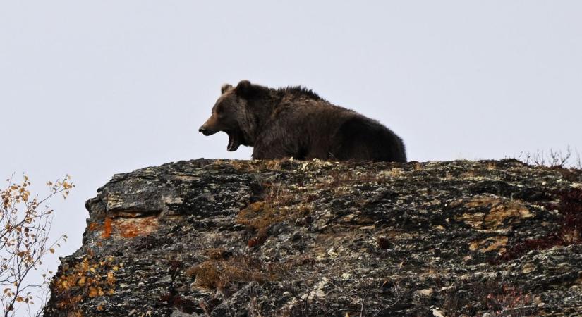 Megvadult medve támadt egy csapat iskolásra, brutális vérengzést művelt