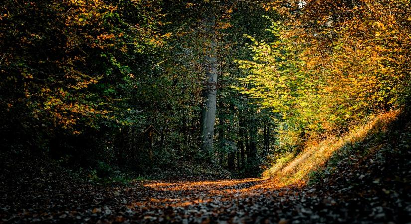 EUDR – megindulnak az egyeztetések a rendelet célzott módosításáról