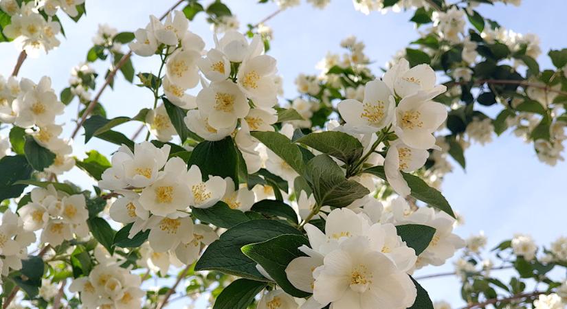 Jezsámen – a kert illatkirálya, amely minden tavasszal újra elcsábít