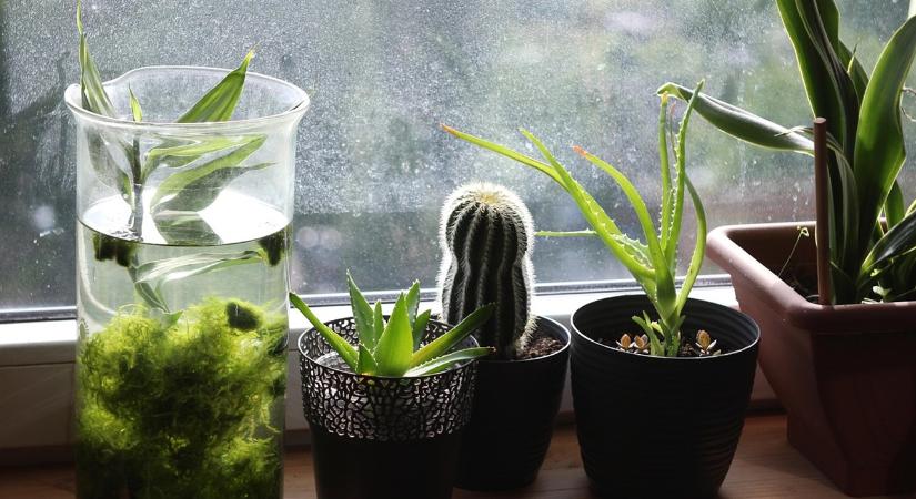 5 jel, hogy túlöntözöd a téli növényeidet