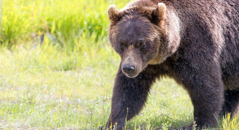 Horror a túrán: grizzly medve támadt a diákokra