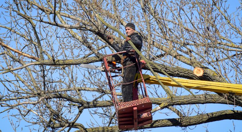 Koronaritkító metszés