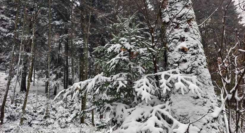 Fehérbe borult a táj a Kőszegi-hegységben - sok-sok fotón mutatjuk