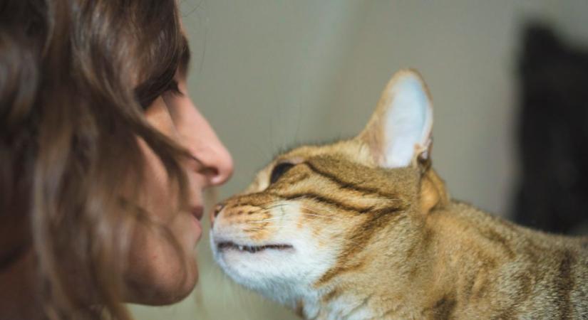 Hogyan gyógyítanak a cicák?