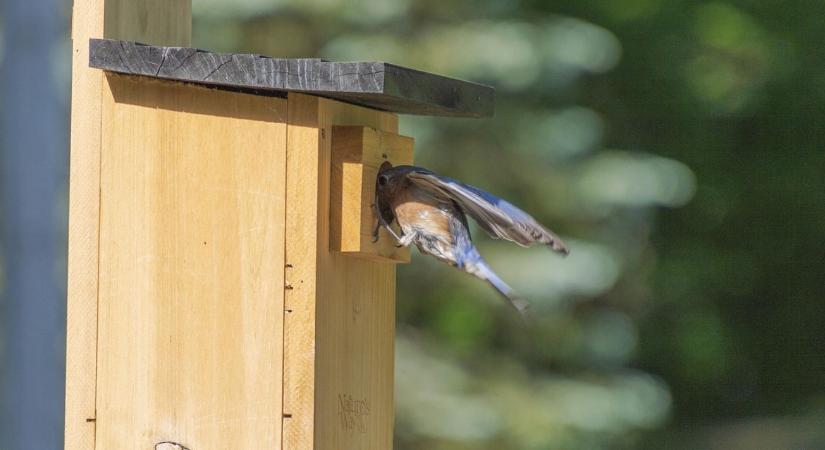 Madárodú kihelyezés tél előtt – méretek és elhelyezés