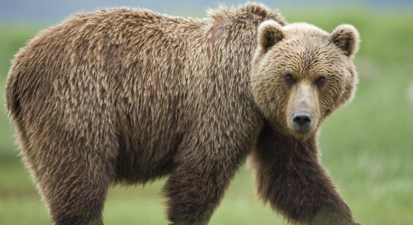 Grizzly medve rontott rá egy iskoláscsoportra Kanadában, ketten életveszélyben vannak