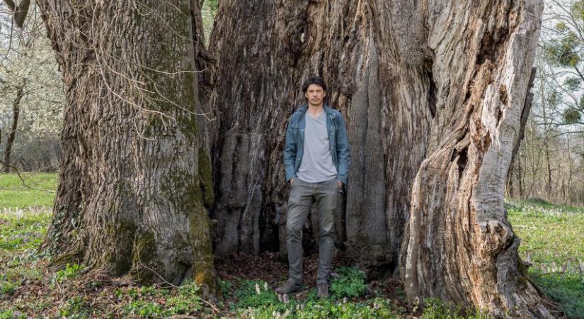 Magyarország legnagyobb fái türelemre, toleranciára és kitartásra tanítanak