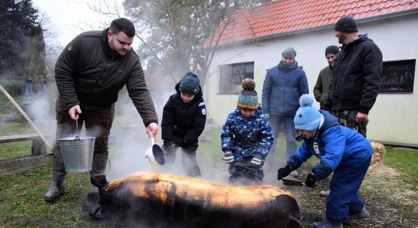 Fogynak a disznók a zalai udvarokból - változott a szabályozás is a házi disznóvágások körül