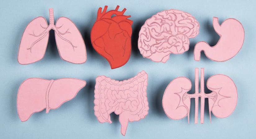 Az egészség kulcsa: így javíthatod szerveid működését