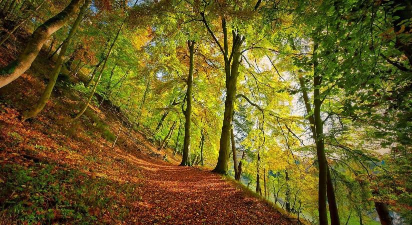 Olyat láttak a mecseki vadásztársaság tagjai az erdőben, amit alig hittek el