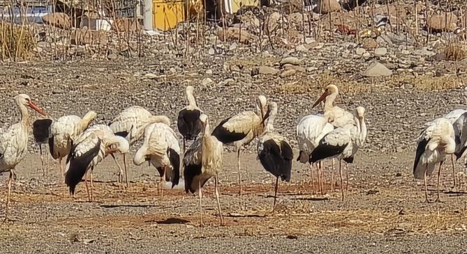 Míg itthon havazik, a gólyá(in)k Afrikában telelnek