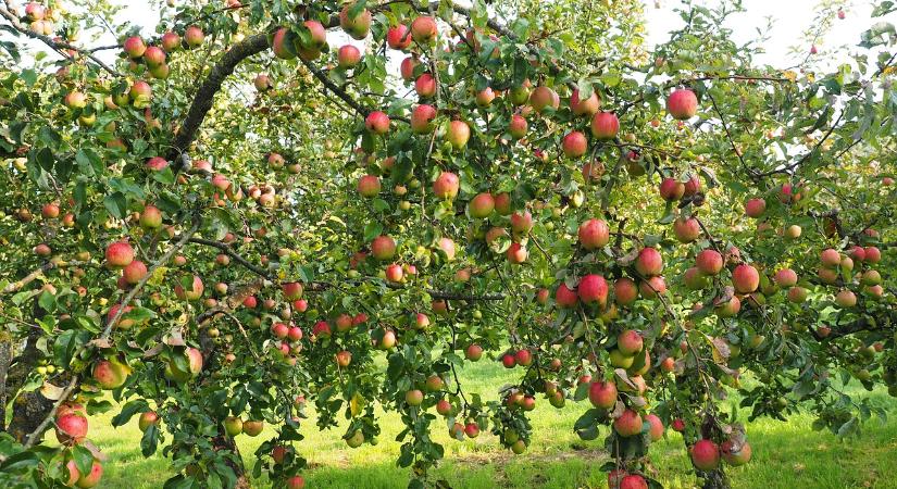 Új 3D technológia könnyíti meg a gyümölcsösök gondozását