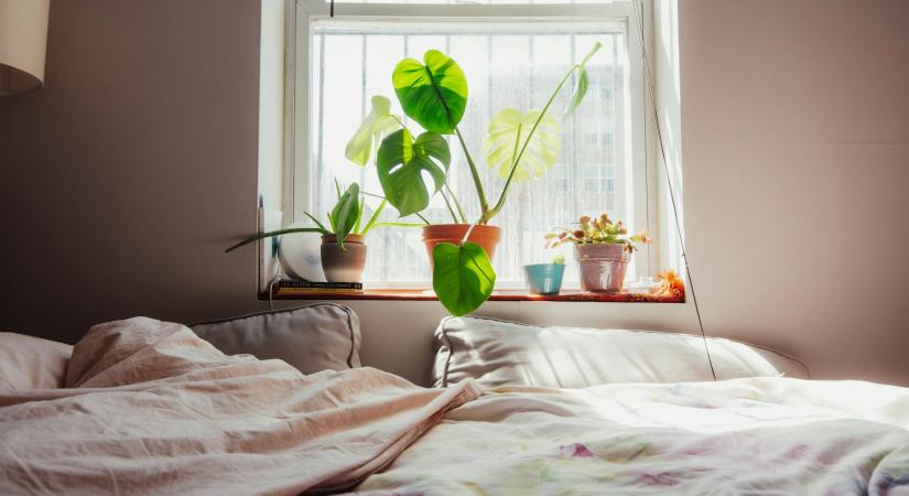 A Feng Shui szerint szobanövény ebbe a helyiségbe sosem kerülhet