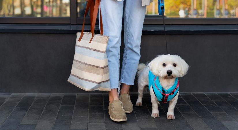 Plázázás pórázzal: kiderült, hogyan változtatja meg a kutyák jelenléte a bevásárlást