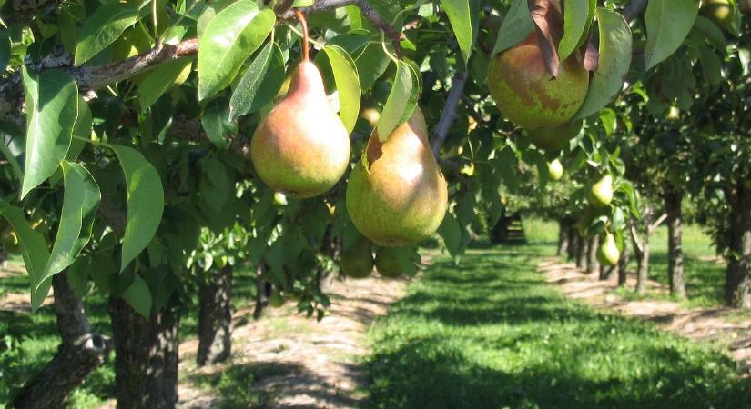 Az őszi időjárás hatása a gyümölcsfák növekedésére
