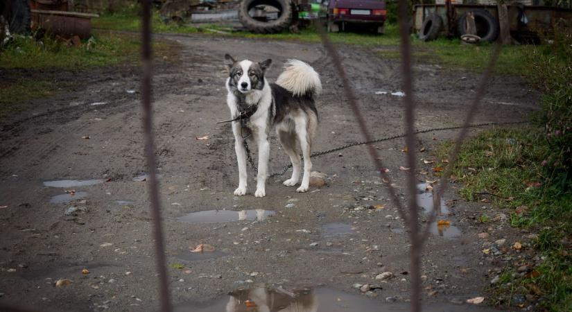 Belefuthattak Odinba, a Szeged környékén elhunyt bolgár házaspár kutyájába, gyűjtést szerveznek érte