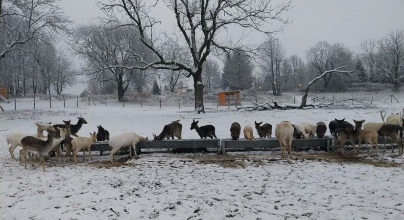 Elképesztő látvány, mesebeli fehér tájjá változott a Bakony - Videók
