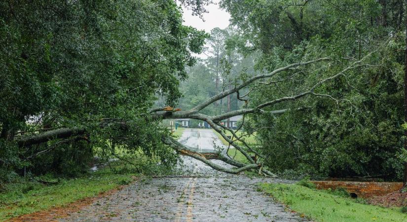 Figyelem! Veszélyes fák! Balesetveszélyes az erdősáv az Orfű felé vezető úton
