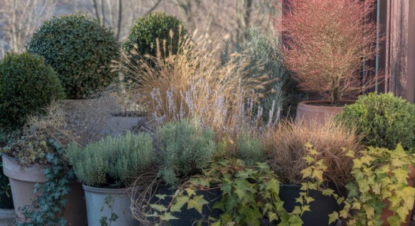 Egy mozdulat, ami megmenti a növényeidet a fagytól – a kertészek rejtett praktikája