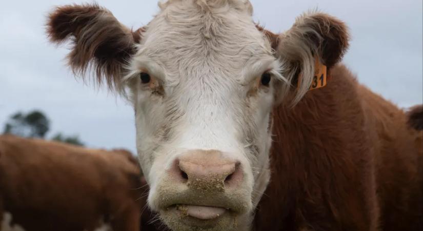 Napok óta nem találják a több ezer szarvasmarhát szállító hajót a Földközi-tengeren