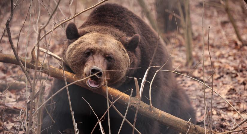 Brutális: Grizzly medve támadt a kiránduló iskolásokra, többen súlyosan megsérültek