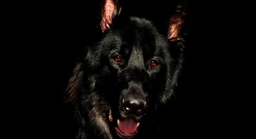 A kutya letépte a madzagot, majd teljes erővel a nőre vetette magát