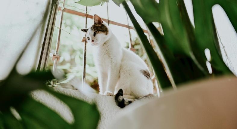 Így tartsd komfortos hőmérsékleten a lakást az állatok számára