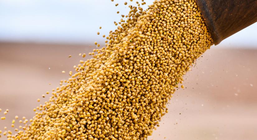 Durván megugrott az amerikai szójaexport: döbbenetes számok érkeztek