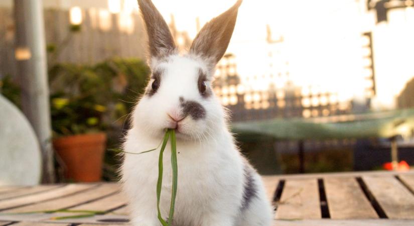 Az erkélyről hajította párja után a nyulat, a férfi akkorát rúgott bele, hogy az állat elpusztult – itt az ítélet