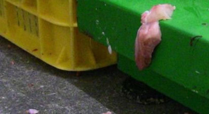 Nem eszel többet gíroszt, ha ezeket a képeket megnézed - gusztustalan húsüzemet zárt be a Nébih