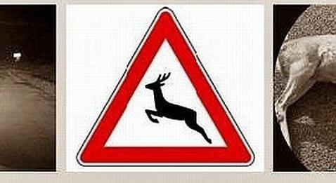 Vadat gázolt egy autó a 85-ös főúton