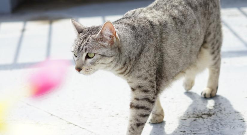 Kvíz: felismered, milyen fajta cica van a képen?