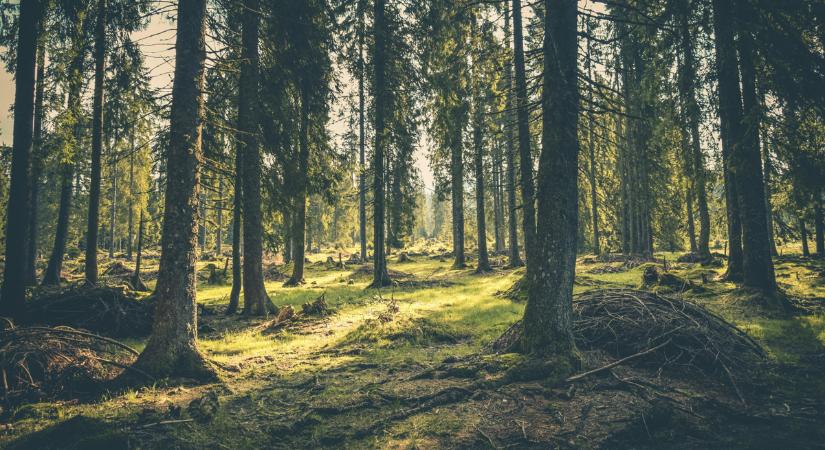 „Mit keres egy kerék az erdőben?” - videón az óriási hörcsögkerék-kísérlet