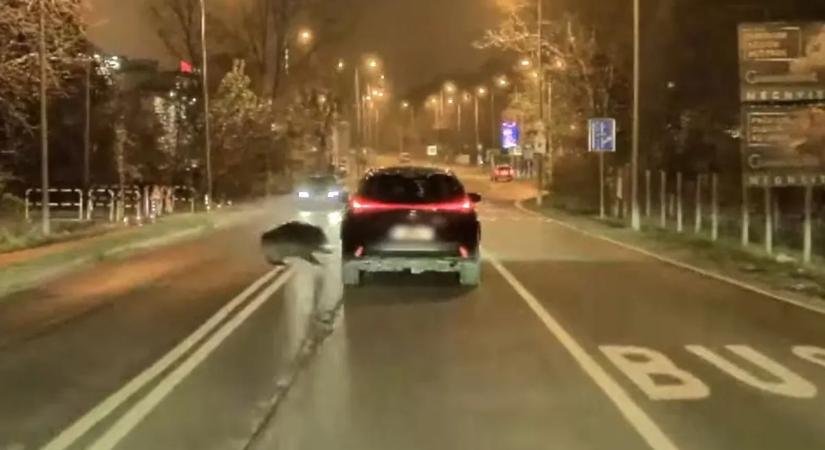 Vaddisznó rohant neki egy Lexusnak Budapesten - videó