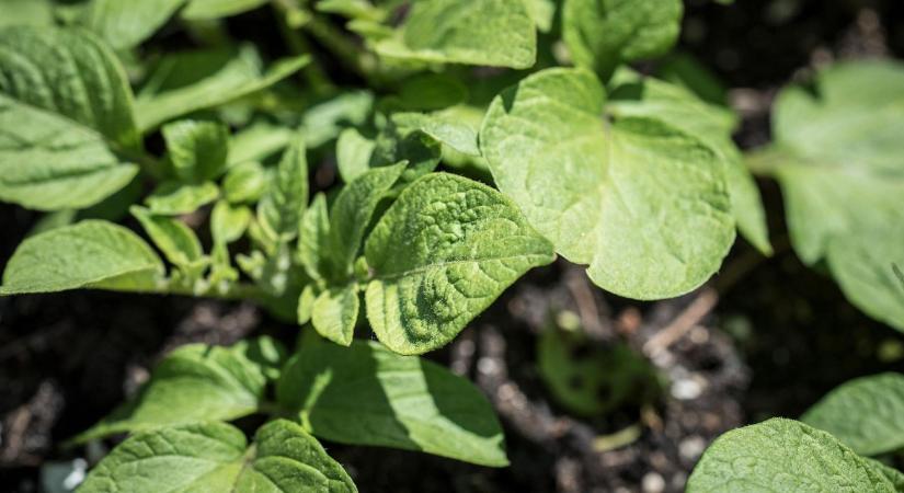 A növényvédőszerek hiánya kicsinálta a német burgonyatermelést