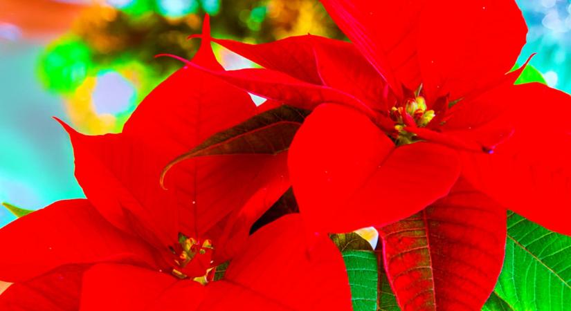 Így marad sokáig gyönyörű a mikulásvirágunk