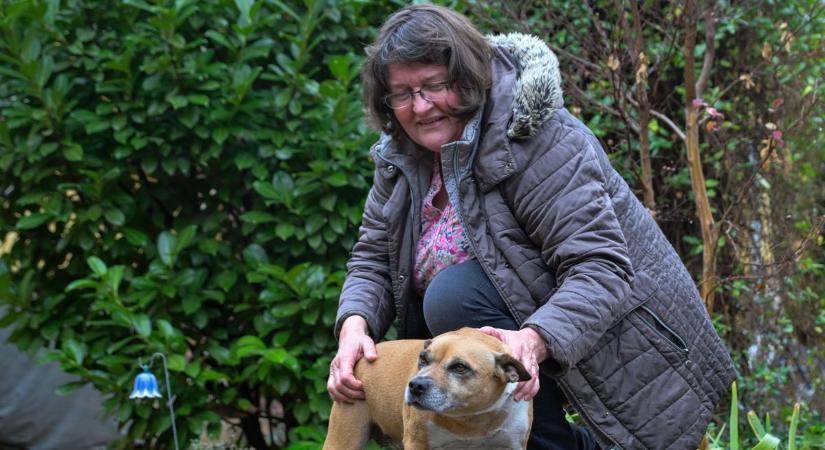 Több mint két év után találták meg a fővárosban Pacsit, az ellopott szegedi kutyát – videóval