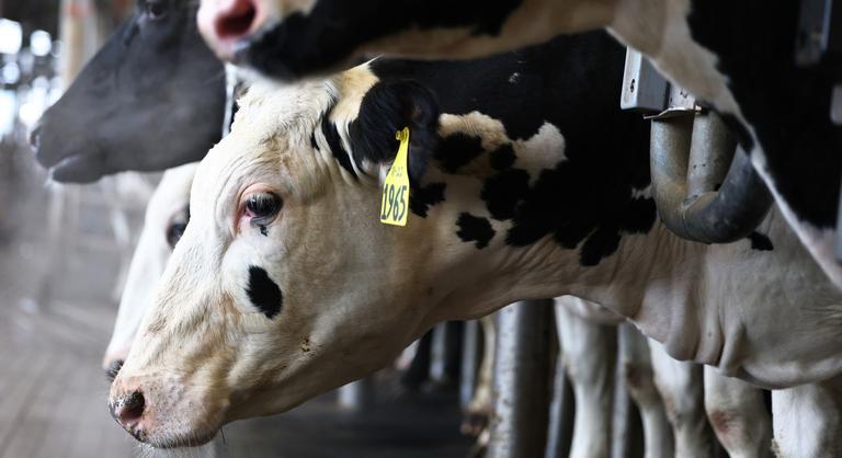 Háromezer szarvasmarhával vesztegel egy hajó a tengeren, a török hatóságok nem engedik kikötni