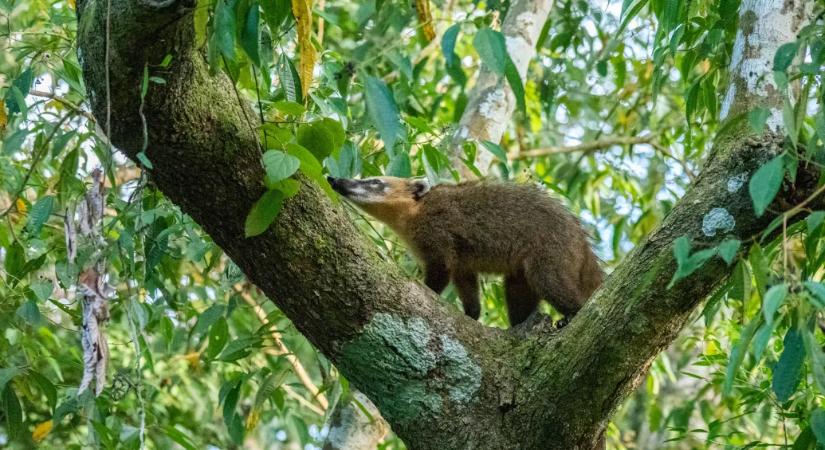 Szökésben lévő ormányos medve sétál a kismarosi erdőben