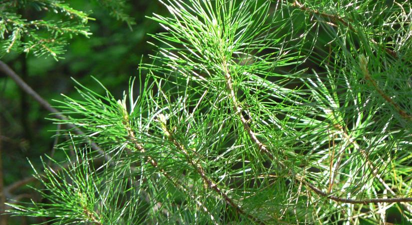 Egyetlen magyar város neve szerepel az európai sztárlistán, a legjobbak közé sorolták