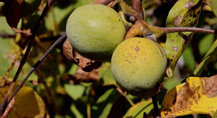 Lehetséges fainjektálással védekezni a dióburok-fúrólégy ellen?