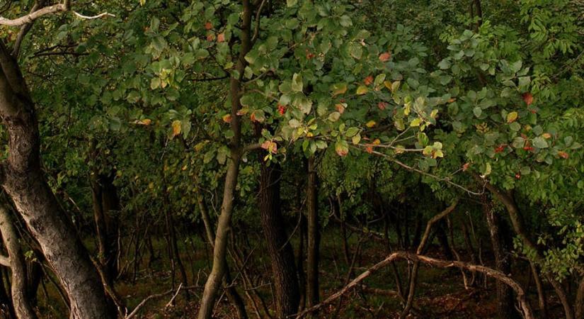 Kipusztult a Vértes bennszülöttje – egyesek szigorúbb fellépést sürgetnek