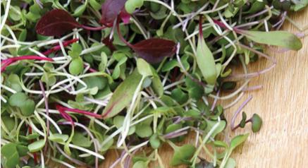 Mi a különbség a mikrozöld és a csíra között?