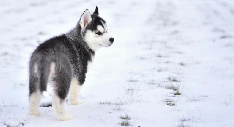 Így óvd a kutyád a téli sétákon – 5 dolog, amit sok gazdi elfelejt!