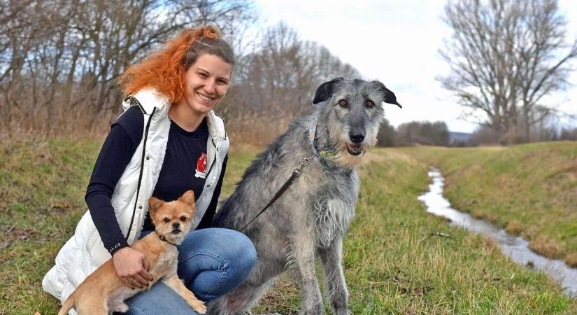Jön az ebadó? – már 14 településen fizetik, Tolnában egyre nagyobb a nyomás