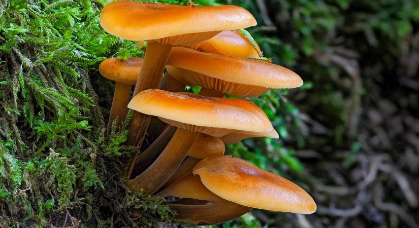 Védett növényeink