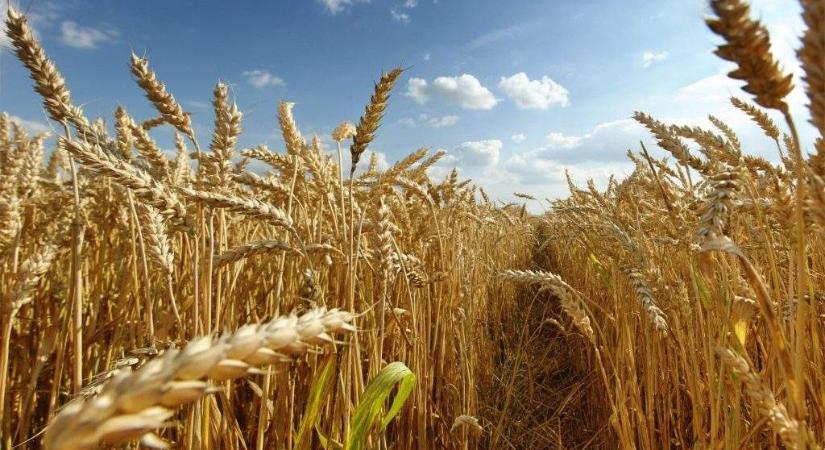 Példátlan beruházási hullám indult: ezermilliárdokat tolnak a magyar agráriumba