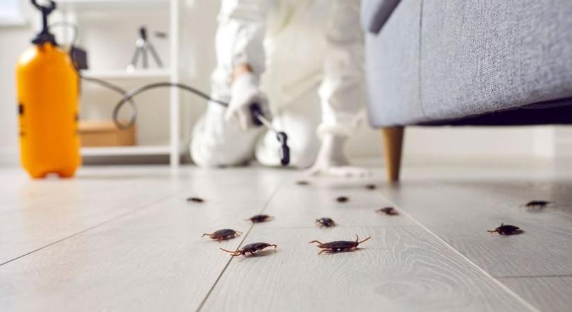 Nem reménytelen a harc: szakember árulja el, hogy szabadulhatunk meg a csótányoktól