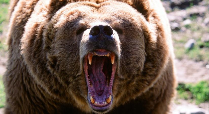 Iskolás csoportra támadt rá a medve, két gyerek életéért még küzdenek az orvosok